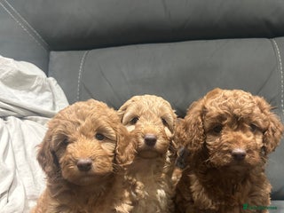 Cockapoo dogs All female fluffy Cockapoo puppies - Advert 1
