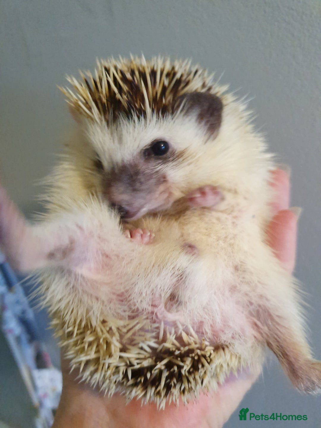 Pygmy Hedgehog rodents for sale: African pygmy hedgehogs - Advert 6