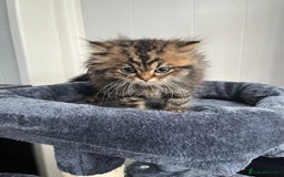 Turkish Angora cats for sale: Stunning Turkish Angora x Persian kittens  - Image 7