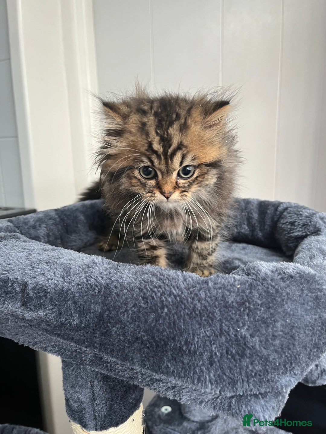 Turkish Angora cats for sale: Stunning Turkish Angora x Persian kittens  - Image 7