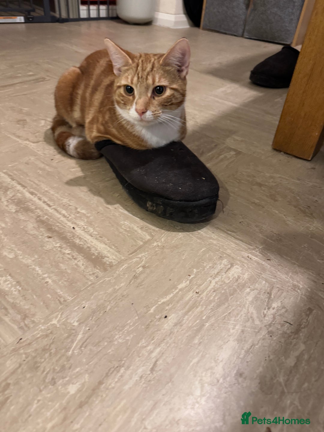 British Shorthair cats for sale: Two gorgeous ginger boys to go together  - Advert 14