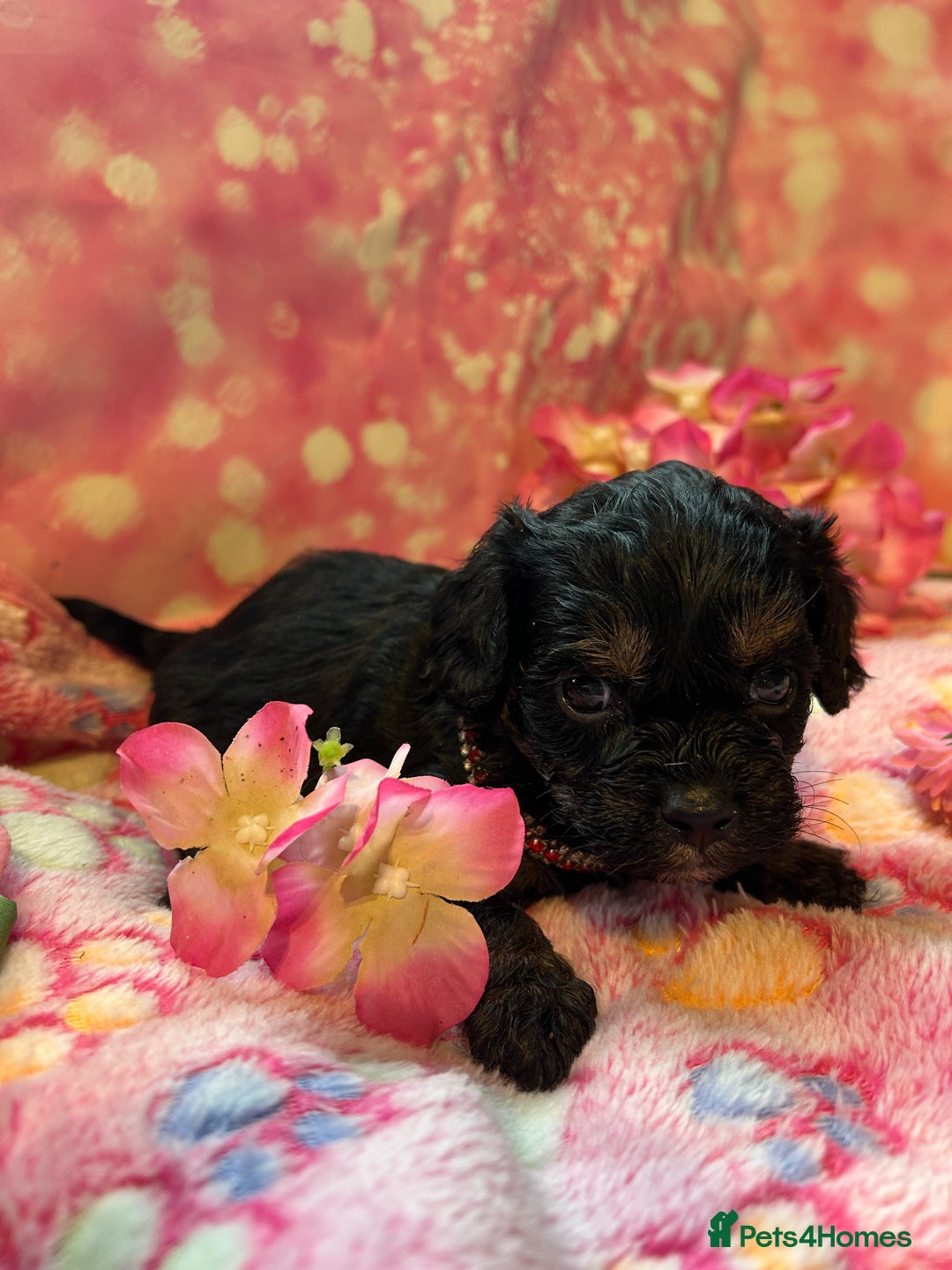 Cavapoo dogs for sale: F1 Cavapoo puppies 🐶  - Advert 17