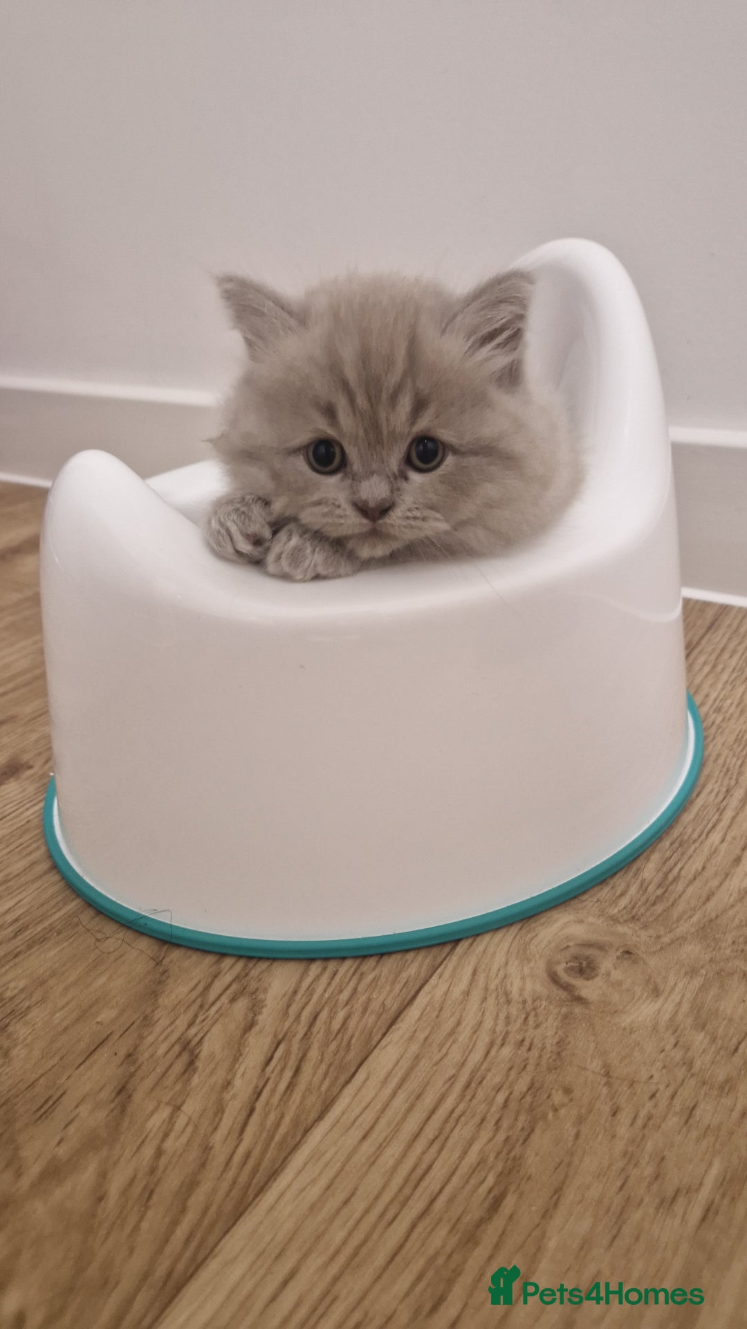 Ragdoll cats for sale: Beautiful Ragdoll Longhair kittens - Image 2