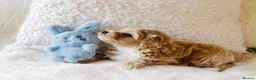 Maltipoo dogs for sale: Stunning F1 Toy Maltipoo Puppies - Boy & Girl - Advert 1