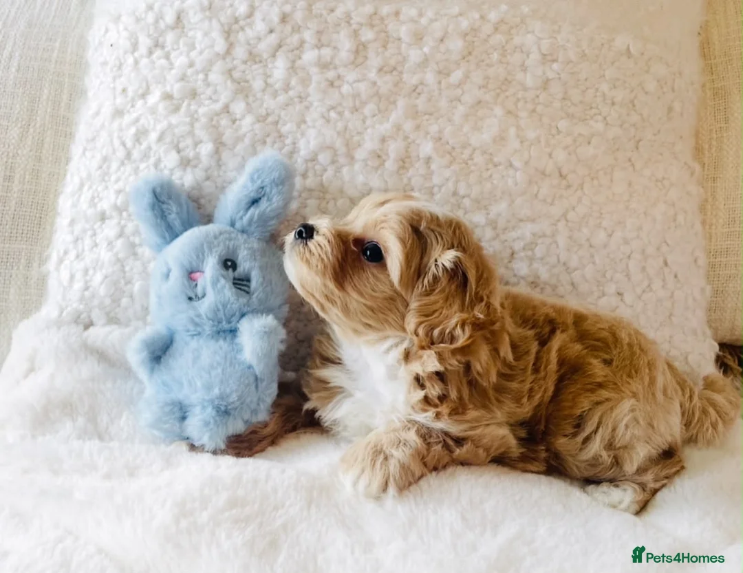 Maltipoo dogs for sale: Stunning F1 Toy Maltipoo Puppies - Boy & Girl - Advert 1