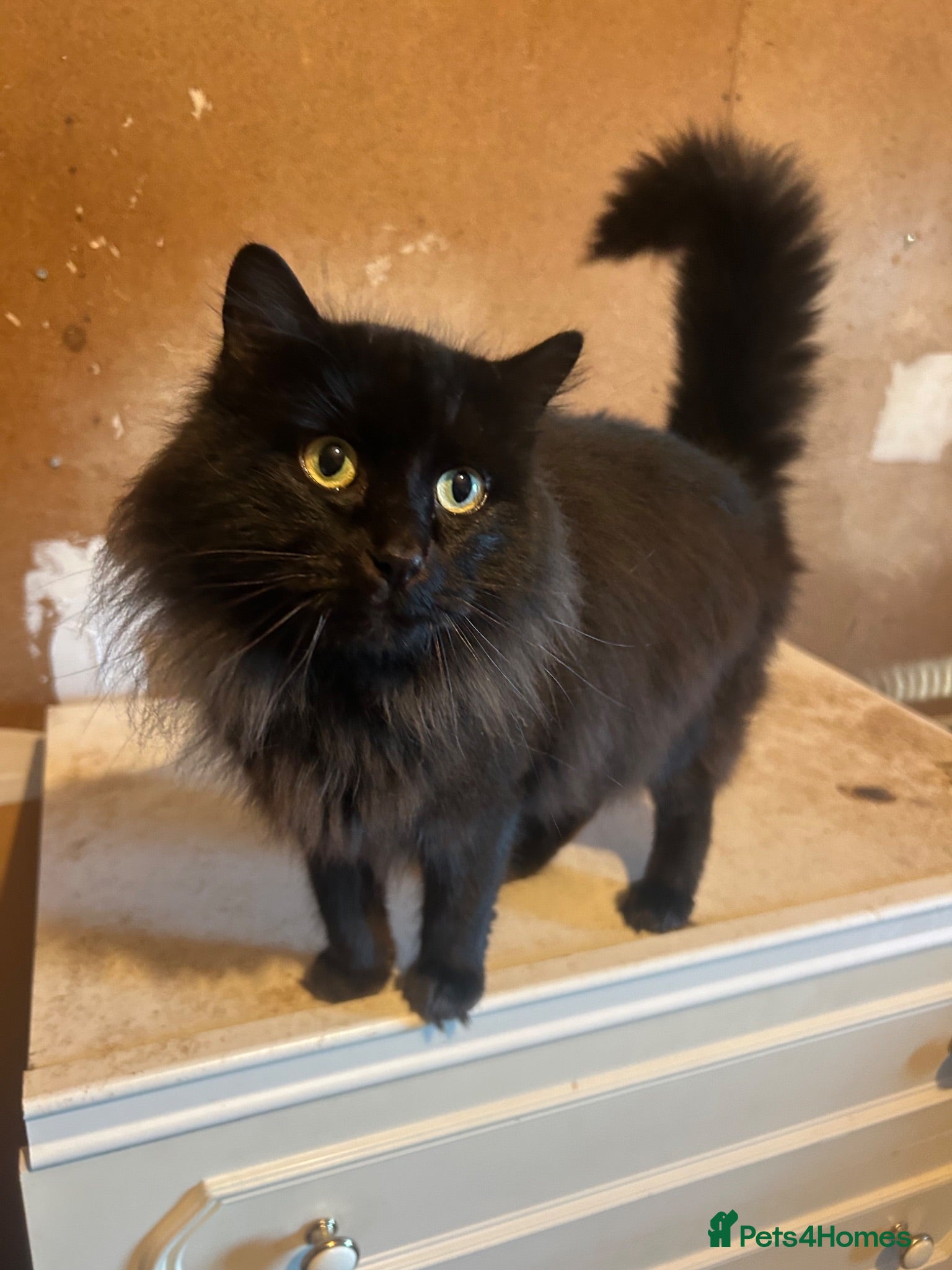 Ragdoll cats Solid black ragdoll male  - Advert 4