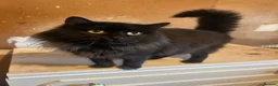 Ragdoll cats for sale: Solid black ragdoll male  - Advert 1
