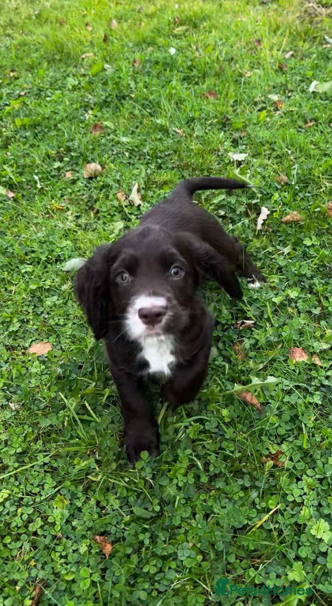 Cocker Spaniel dogs for sale: 2 beautiful Working cocker spaniel pups for sale - Image 6