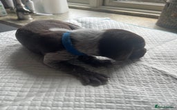 German Shorthaired Pointer dogs for sale: GSP puppies for sale - Image 10