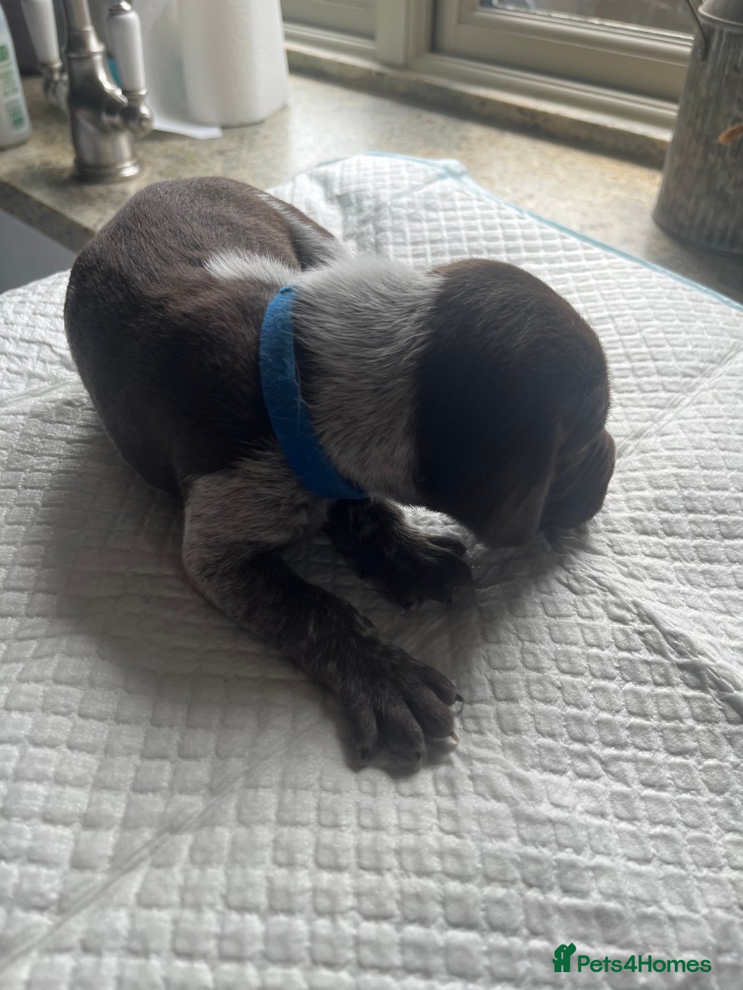 German Shorthaired Pointer dogs for sale: GSP puppies for sale - Image 10