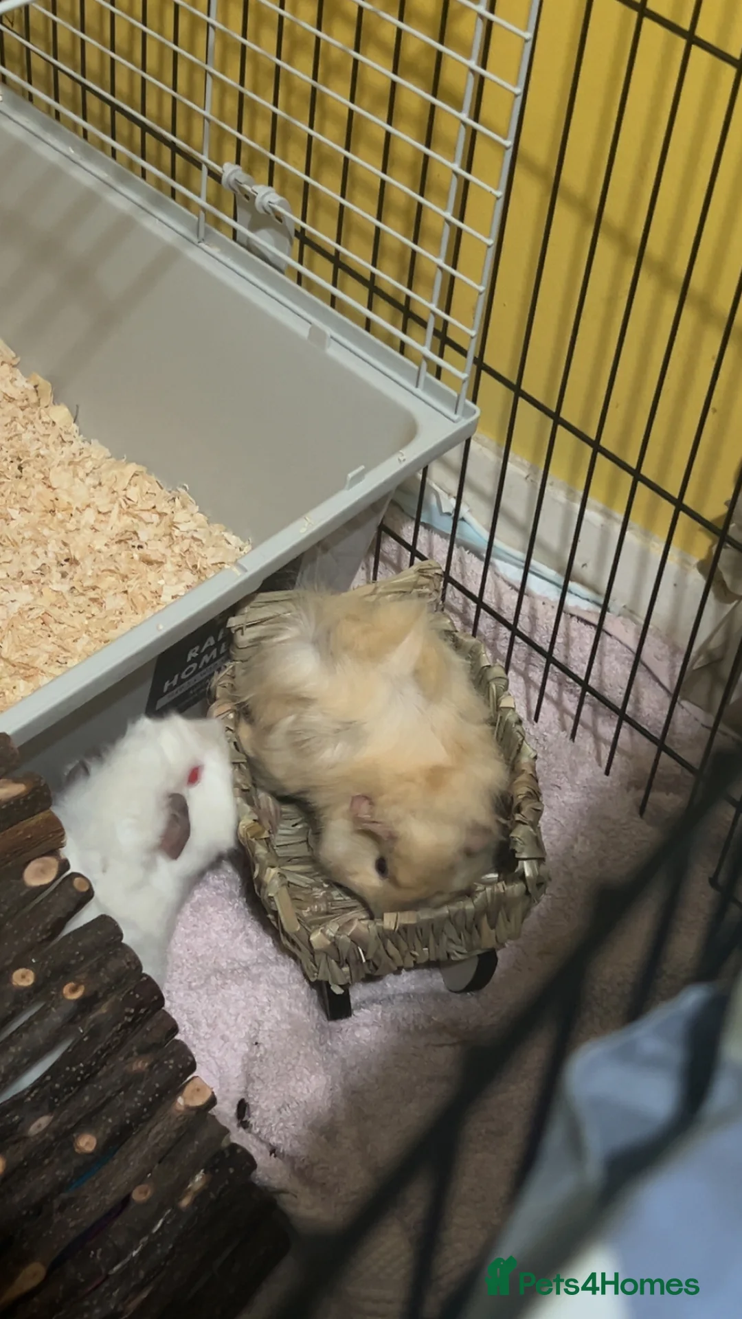 Guinea Pig rodents for sale: guinea pigs  in Paignton - Advert 3