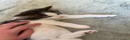 Mixed Breed cats for sale: Kittens ready for their forever home  - Advert 14