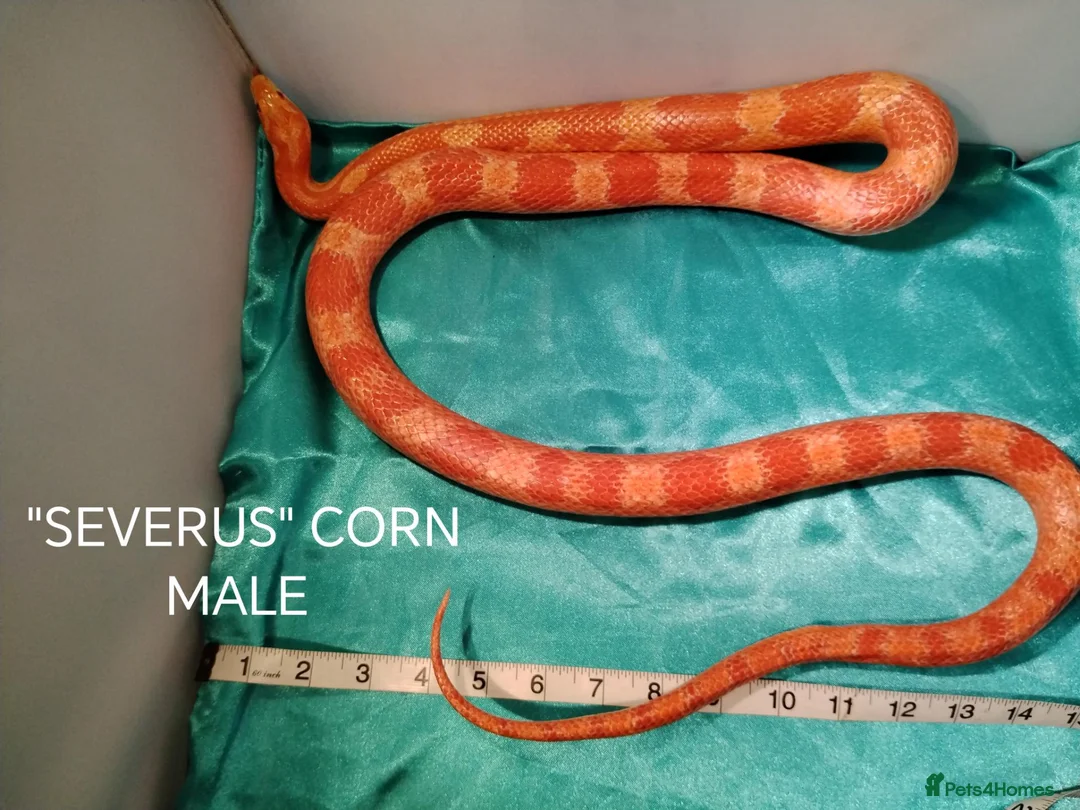 Corn Snake reptiles for sale: MALE Corn snakes £70 each in Blackpool - Advert 1