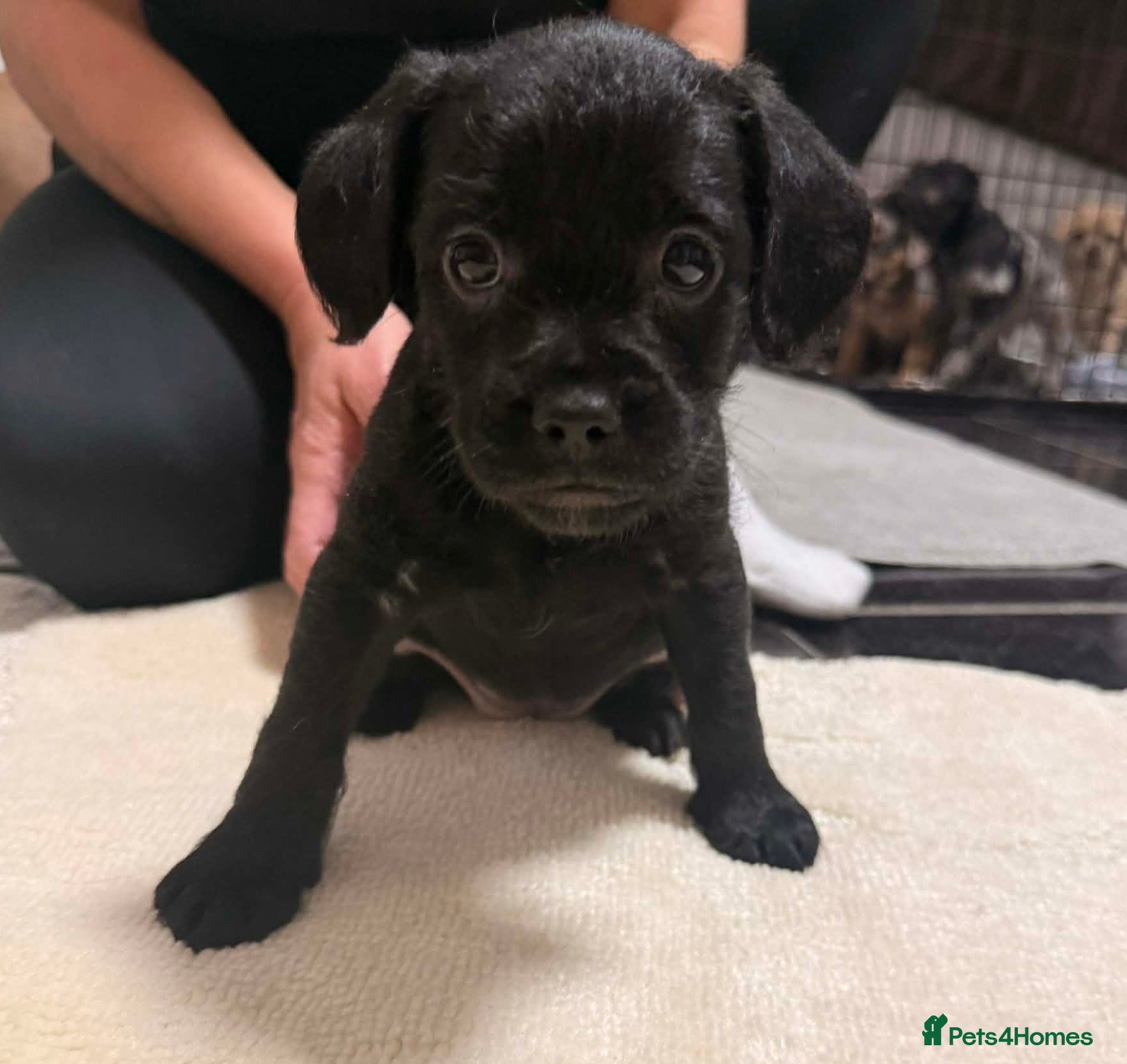 Mixed Breed dogs Froodle Puppies  - Advert 1