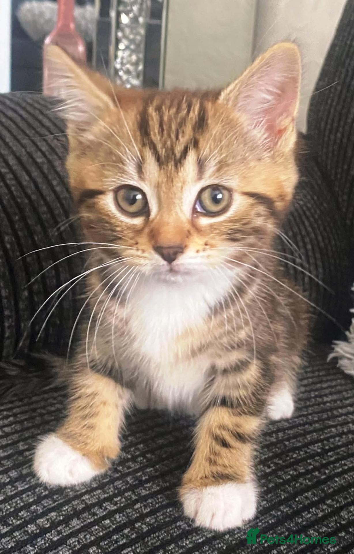 Mixed Breed cats for sale: Tabby female - Advert 1