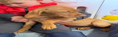 Hungarian Vizsla 2