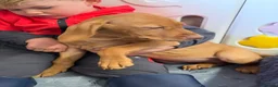 Hungarian Vizsla dogs for sale: TRUE HUNGARIAN VIZSLA PUPPIES  - Advert 5