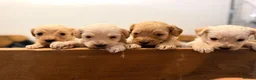 Mixed Breed dogs for sale: Cavapoochon x puppies  in Battle - Advert 2
