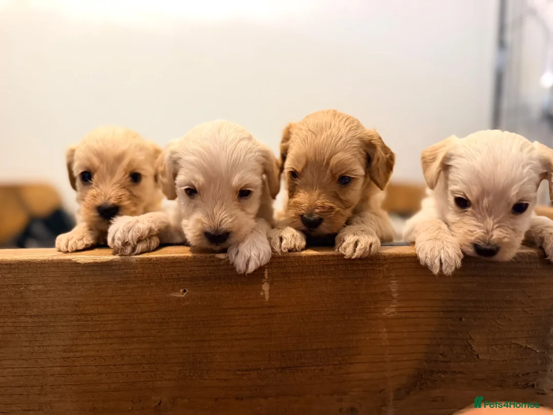 Mixed Breed dogs for sale: Cavapoochon x puppies  in Battle - Advert 2
