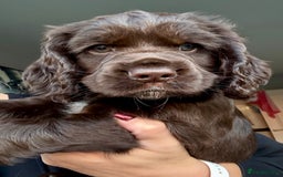 Cocker Spaniel dogs for sale: Beautiful Cocker Spaniel Pups - Image 11