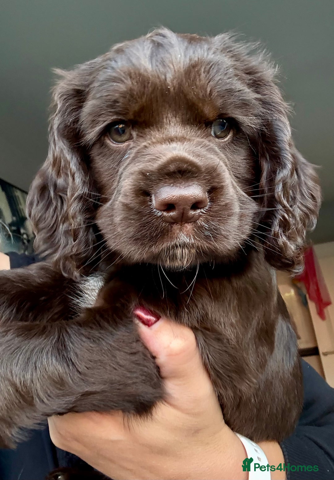 Cocker Spaniel dogs for sale: Beautiful Cocker Spaniel Pups - Image 11