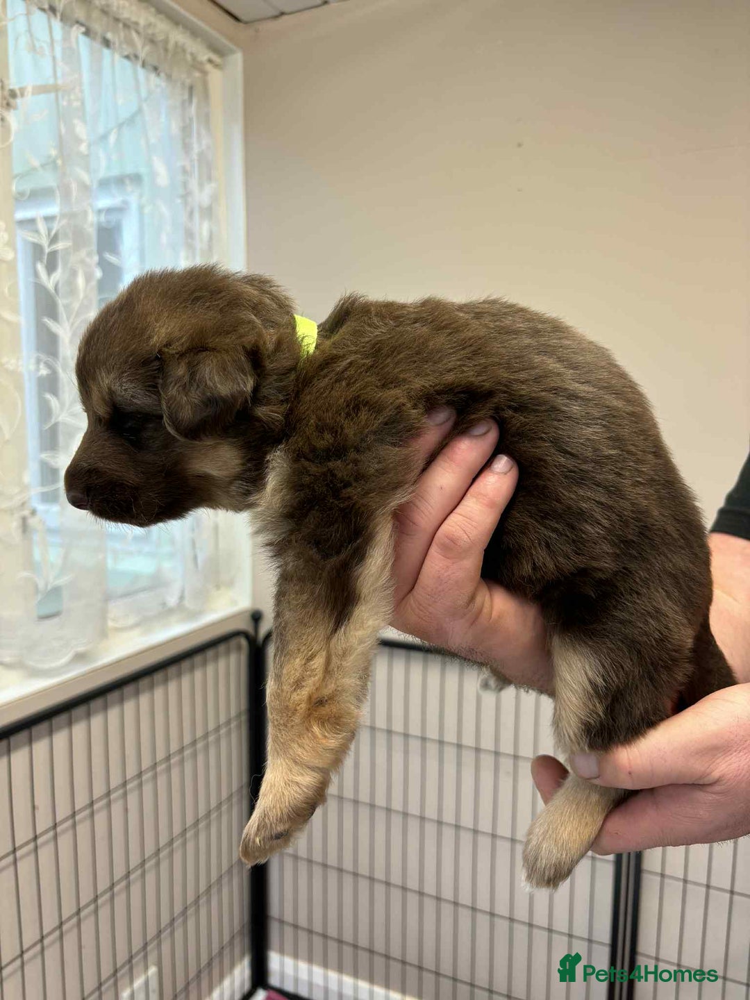 German Shepherd dogs for sale: 8 Beautiful German Shepherd kc reg pups - Image 15