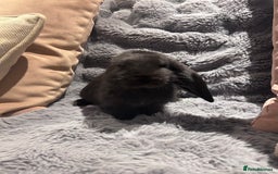 French Lop rabbits for sale: Pure bred French lop bunnies - Image 7