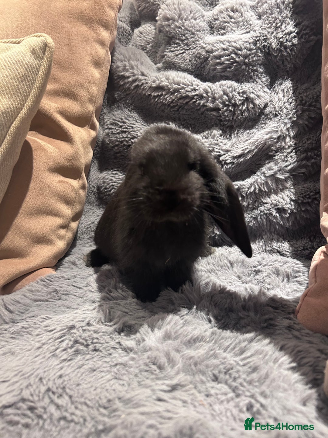 French Lop rabbits for sale: Pure bred French lop bunnies - Image 7