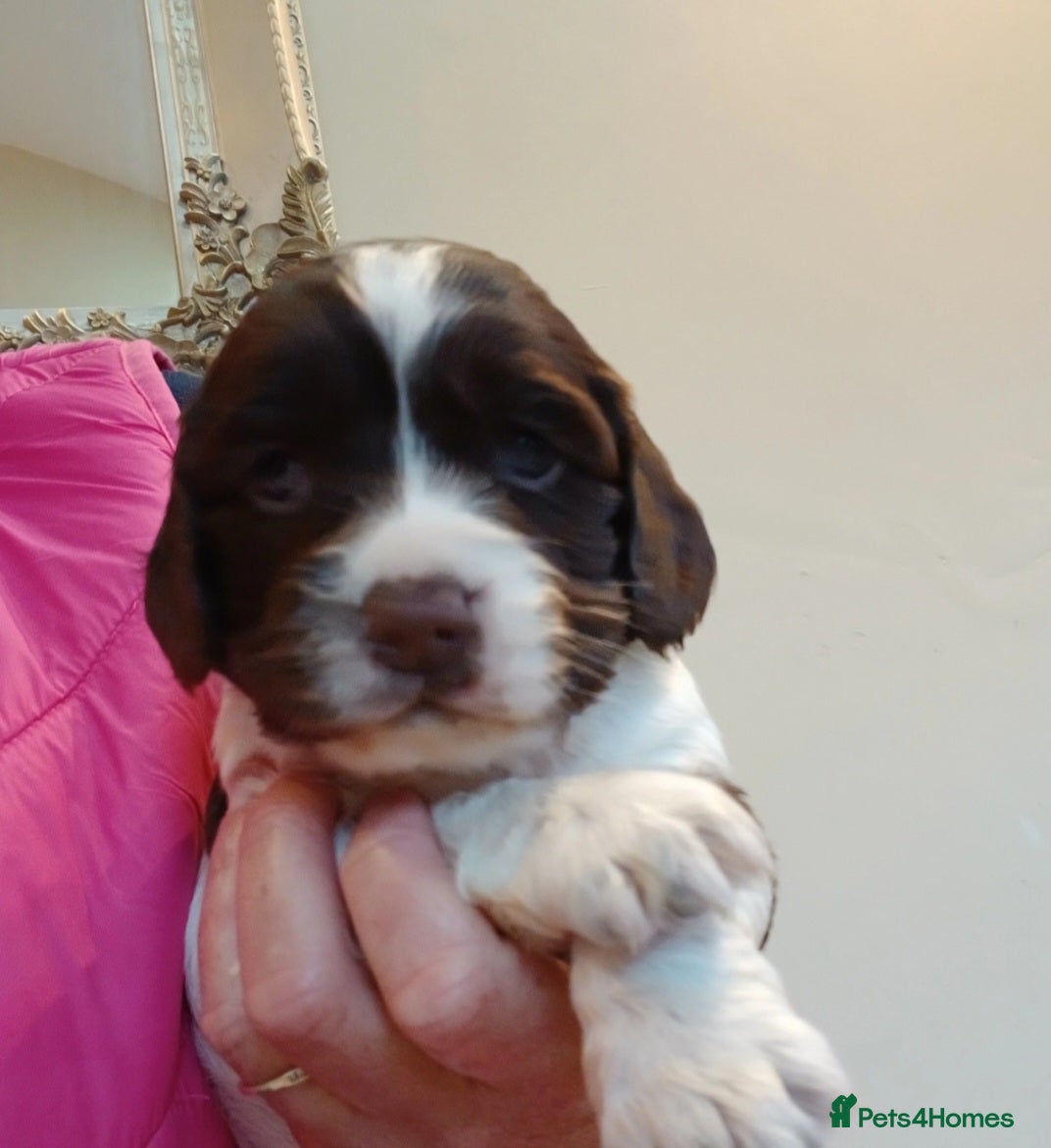 Sprocker dogs for sale: Cocker spaniel - Advert 4