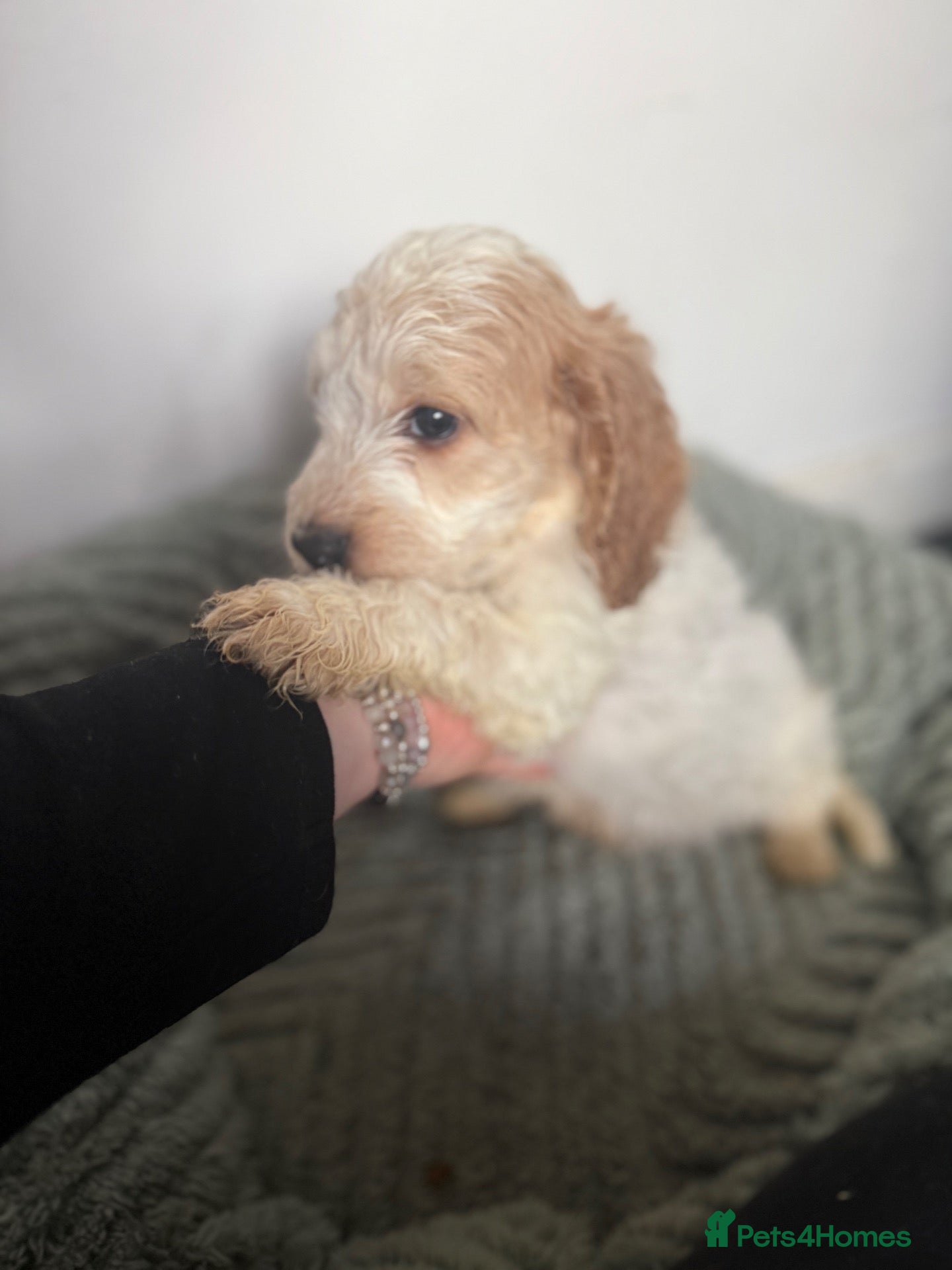 Cockapoo dogs F1B Cockapoo puppies - Advert 2