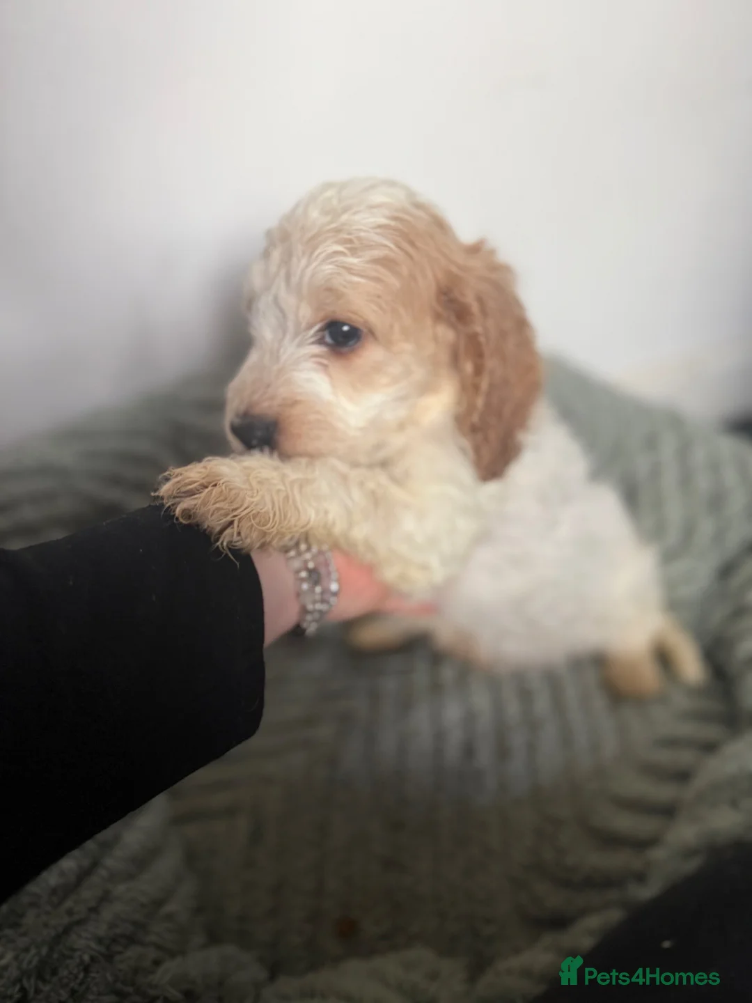 Cockapoo dogs for sale: F1B Cockapoo puppies in Deeside - Advert 2