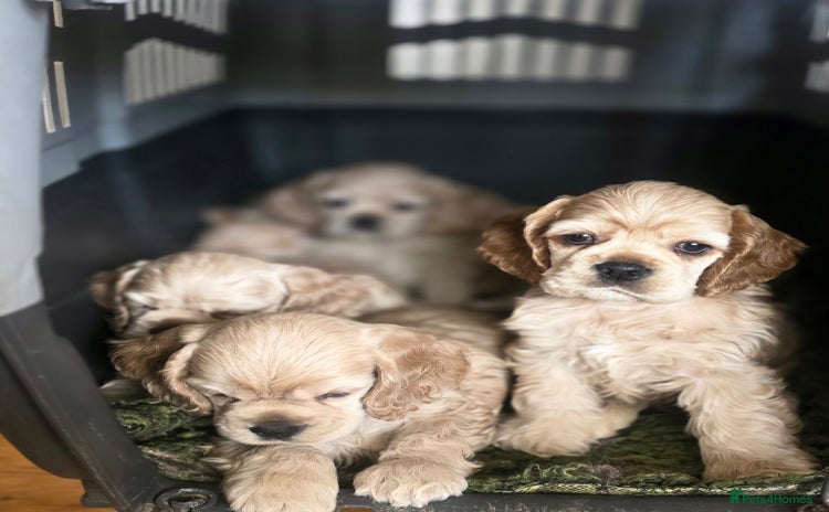 American Cocker Spaniel dogs - Advert 1