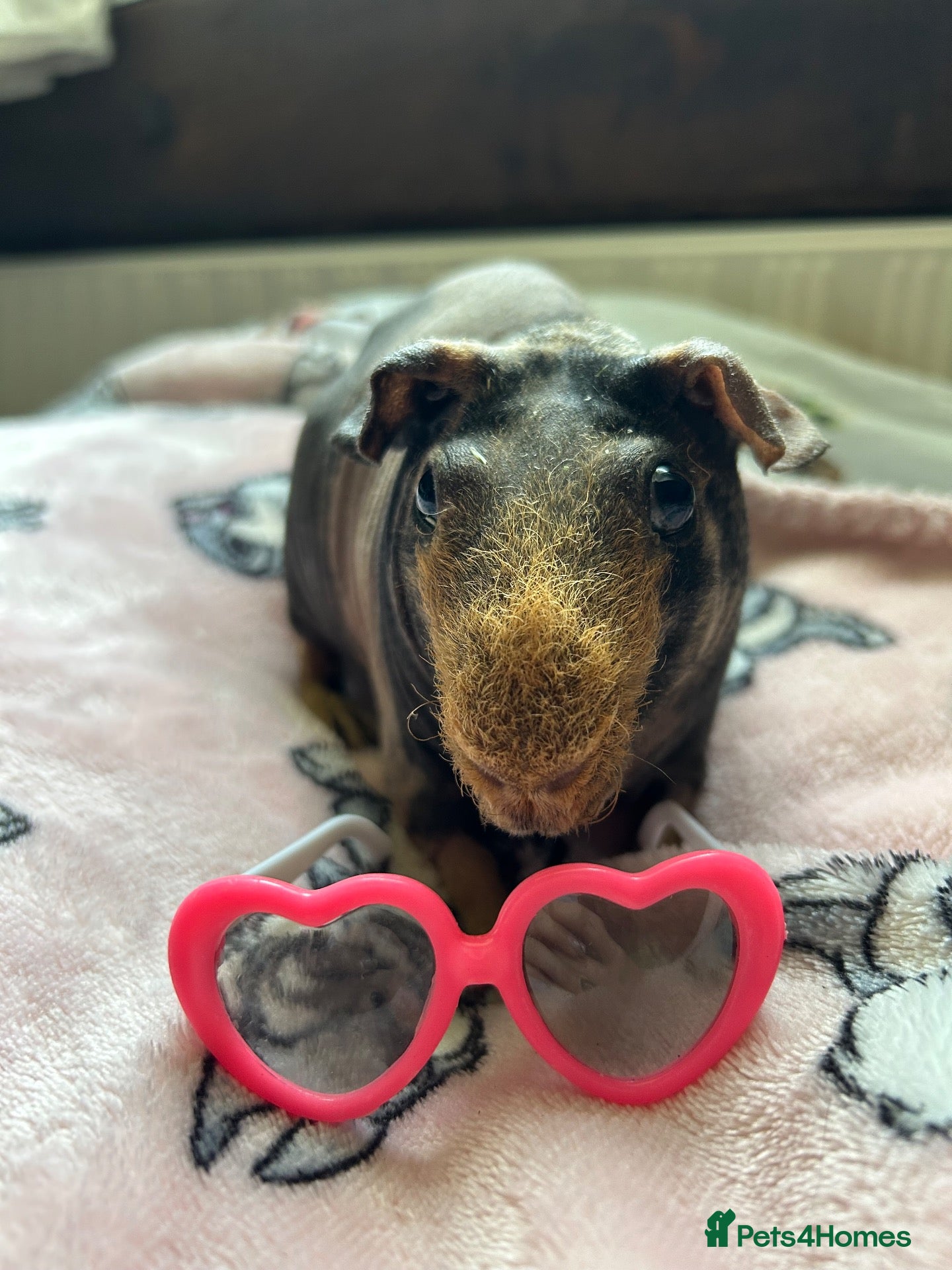 Guinea Pig rodents Neutered Male Skinny Pig - Advert 2