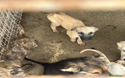 Mixed Breed dogs for adoption: Astra - Norwich Norfolk  - Image 10