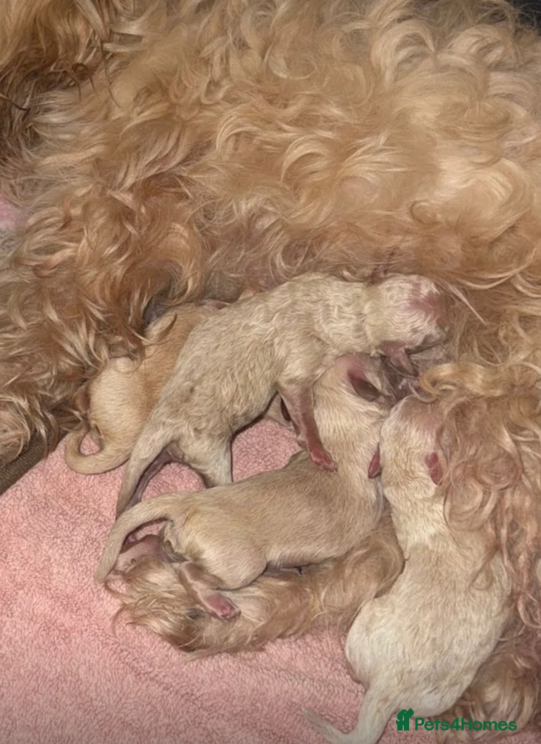 Mixed Breed dogs for sale: STUNNING TOY MALSHIPOO LITTER JUST BORN 22ndFEB - Advert 6