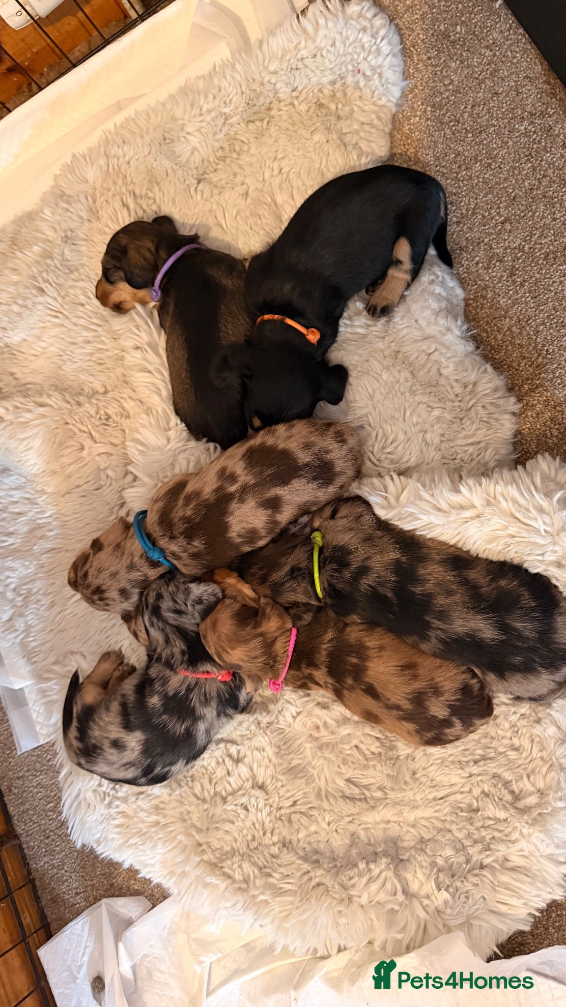 Miniature Dachshund dogs Miniature Wirehaired Dachshund Puppies  - Advert 18