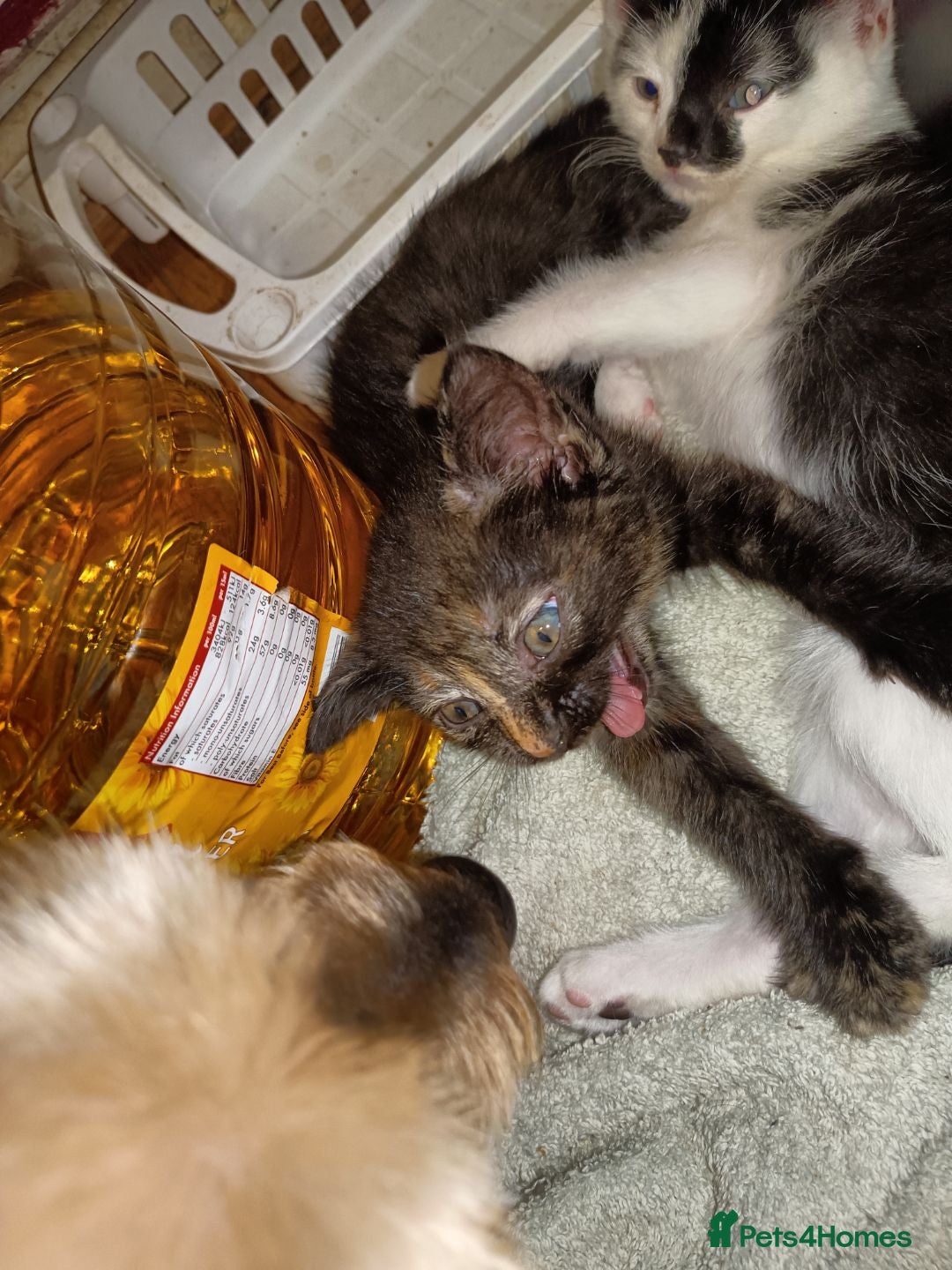 Mixed Breed cats for sale: 2 adorable kittens ready for their forever homes  - Advert 5