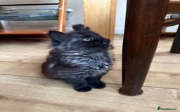 Mixed Breed cats for sale: Tabby - Image 2