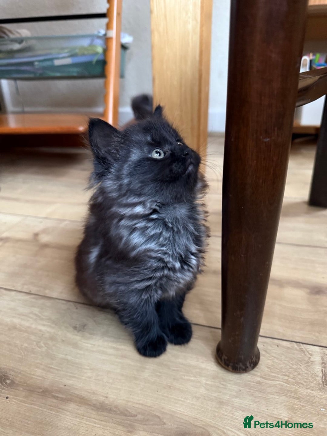 Mixed Breed cats for sale: Tabby - Image 2