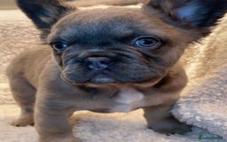 French Bulldog dogs for sale: Beautiful Fluffy Frenchie Pups - Advert 26