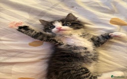 Bengal cats for sale: Ragdoll x Egyptian mau kitties  - Image 10