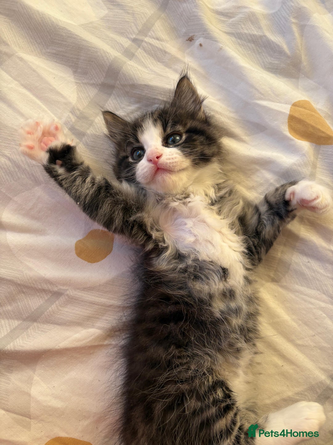 Bengal cats for sale: Ragdoll x Egyptian mau kitties  - Image 10