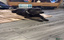 Staffordshire Bull Terrier dogs for sale: 9 month old blue staffy  - Image 9