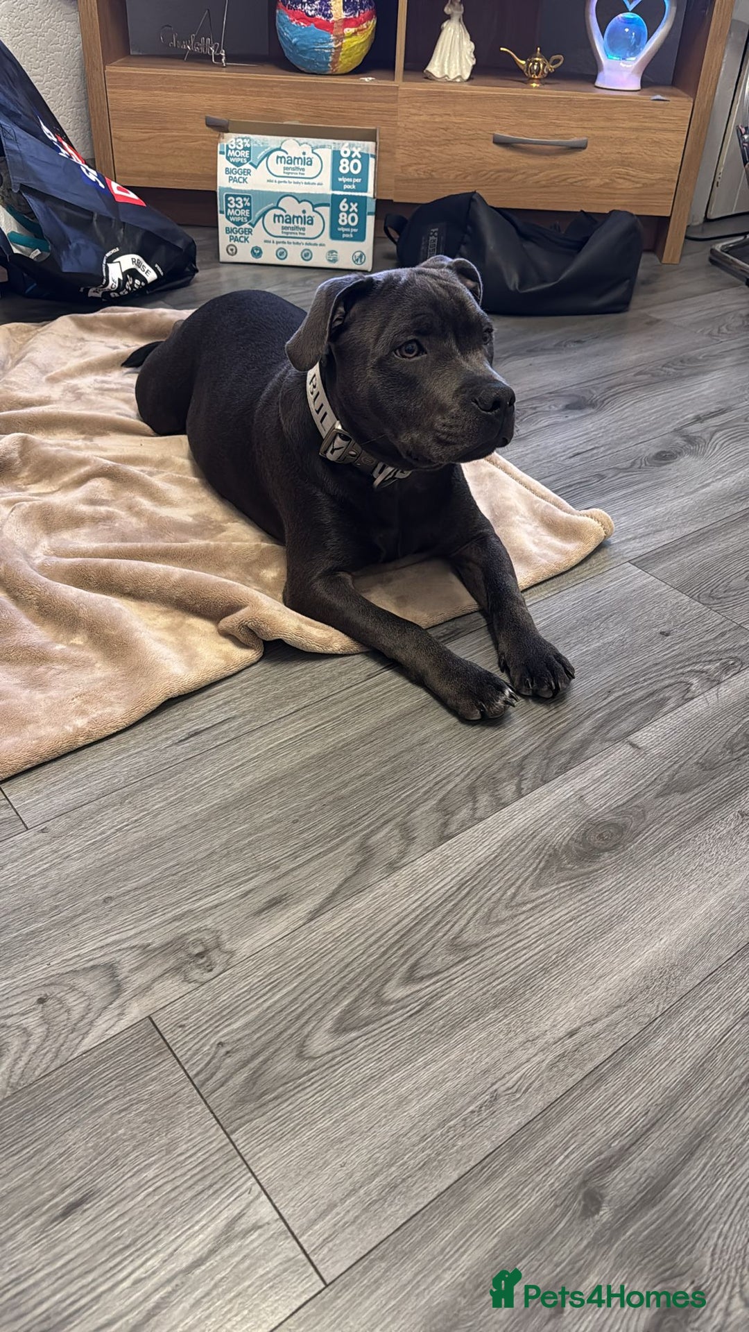 Staffordshire Bull Terrier dogs for sale: 9 month old blue staffy  - Image 9