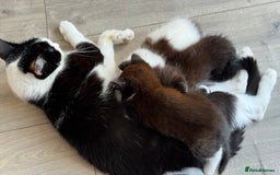 British Shorthair cats for sale: Kittens - Image 2