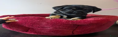 Mixed Breed 3
