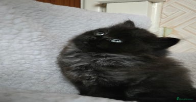 Ragdoll cats - Advert 12