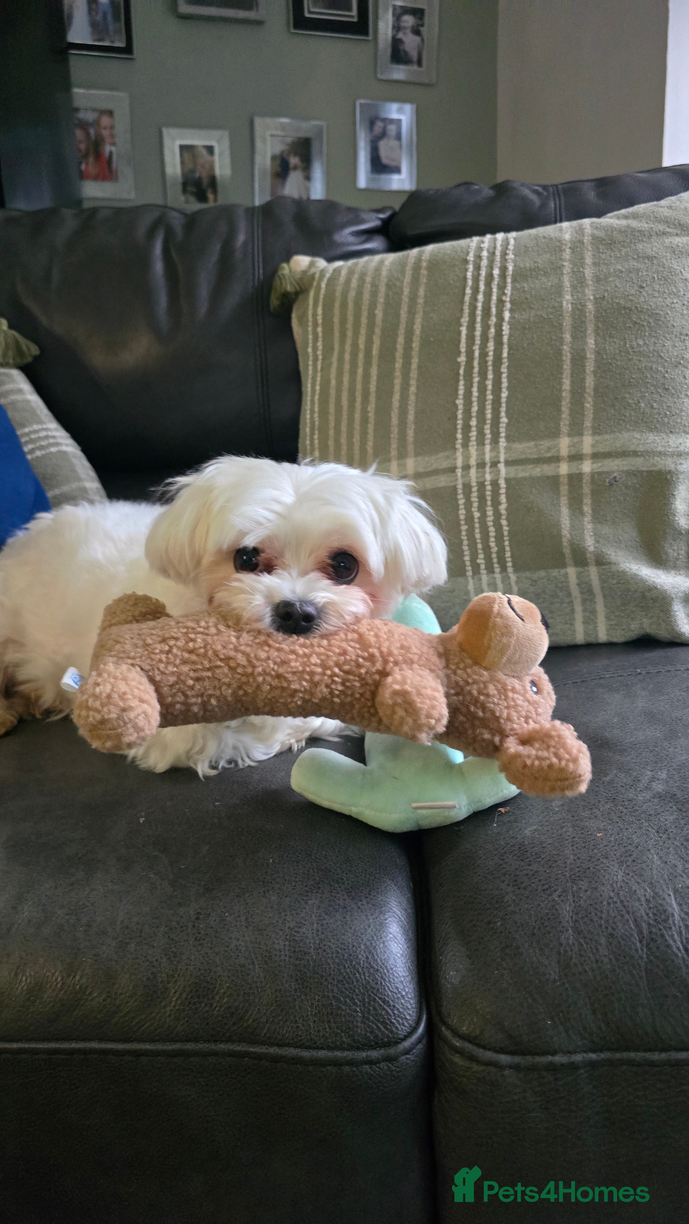 Maltese dogs Maltese female dog (BELLA) - Advert 1