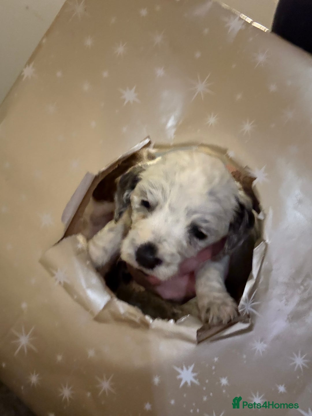 Cockapoo dogs for sale: 4 males and 1 female  - Advert 25