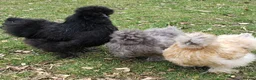Chickens poultry for sale:  silkie chick's, polish chick's Available  - Advert 2